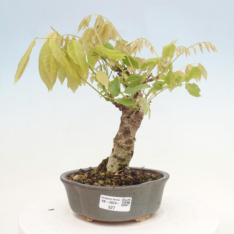Kültéri bonsai - Wisteria floribunda