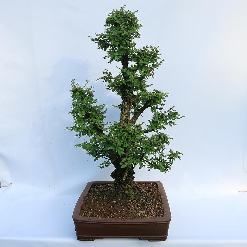 Kültéri bonsai - Zelkova - Zelkova NIRE
