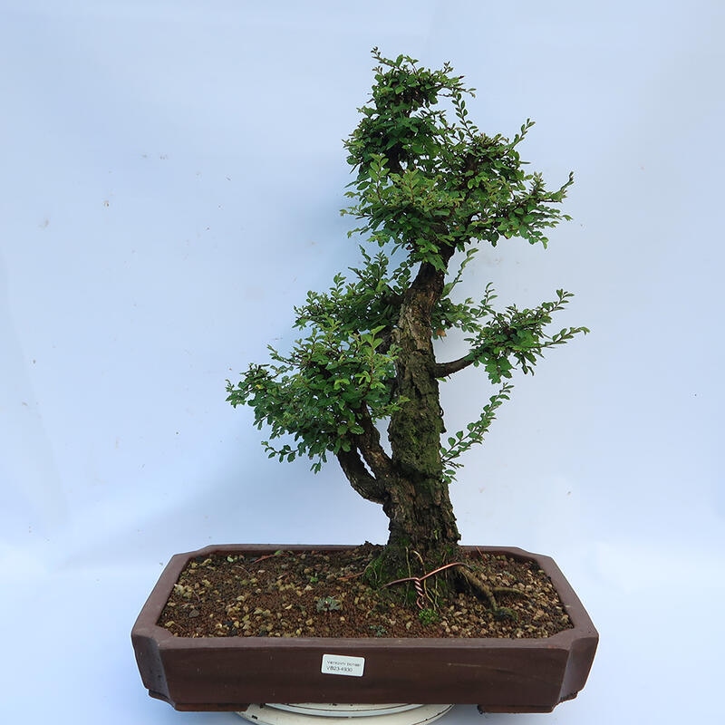 Kültéri bonsai - Zelkova - Zelkova NIRE