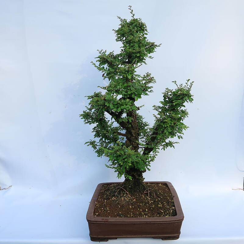 Kültéri bonsai - Zelkova - Zelkova NIRE