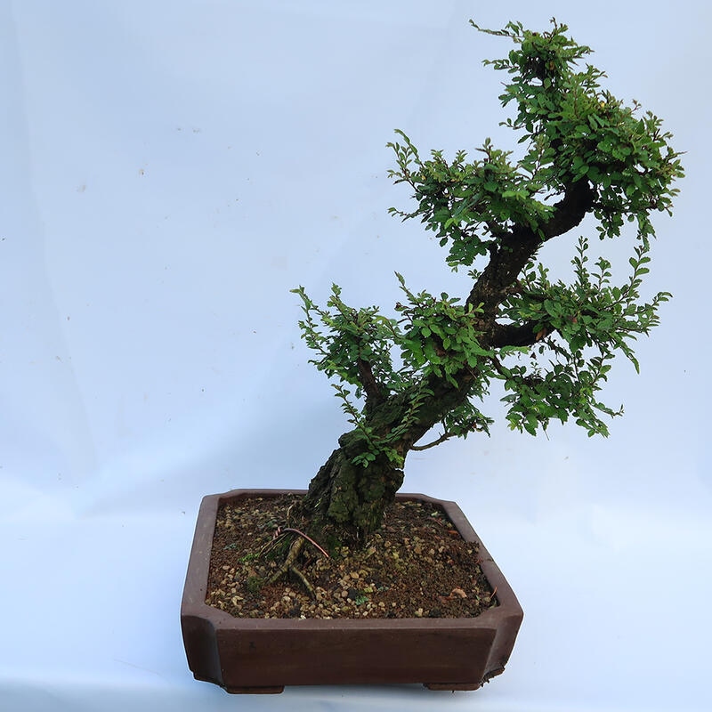 Kültéri bonsai - Zelkova - Zelkova NIRE