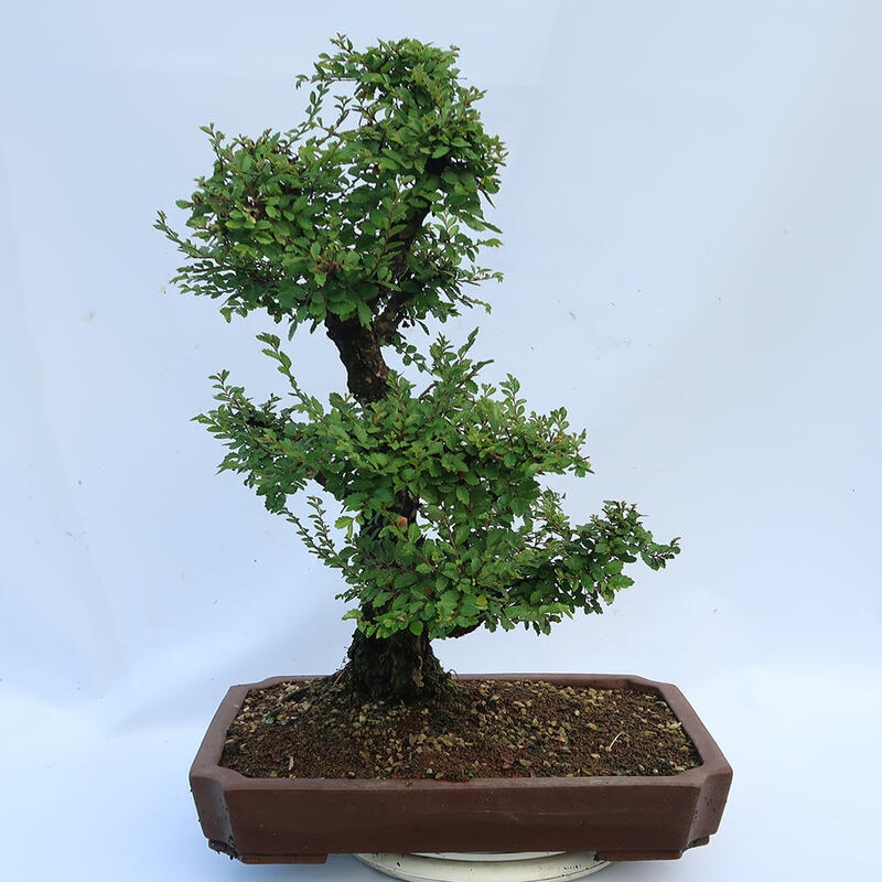 Kültéri bonsai - Zelkova - Zelkova NIRE
