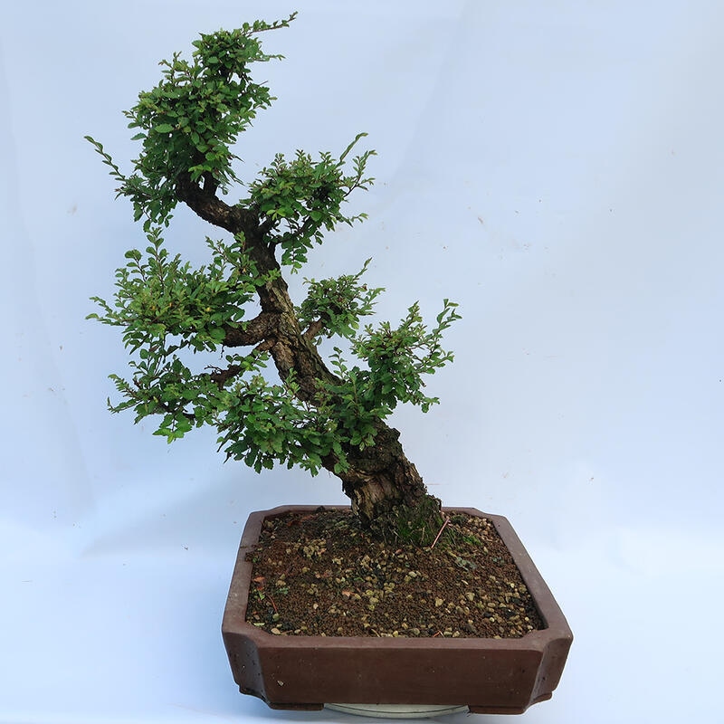 Kültéri bonsai - Zelkova - Zelkova NIRE