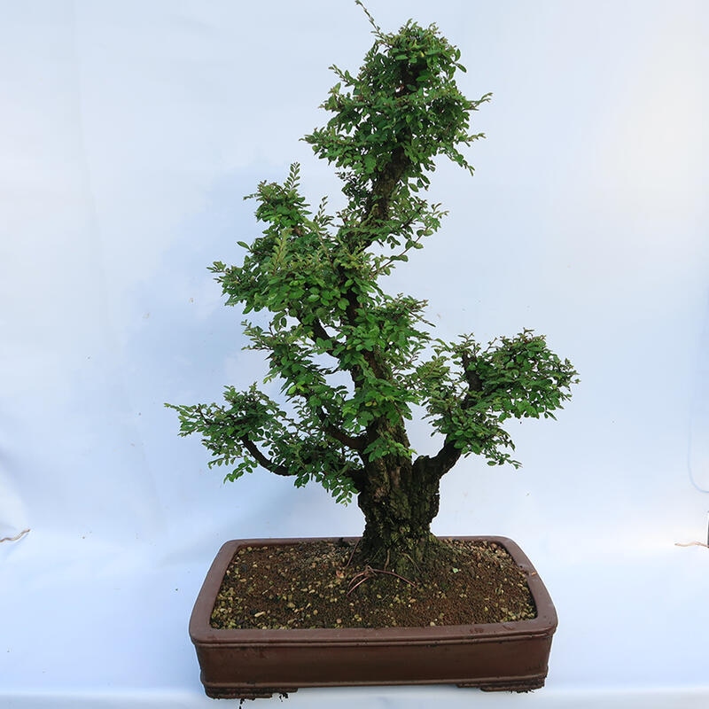 Kültéri bonsai - Zelkova - Zelkova NIRE