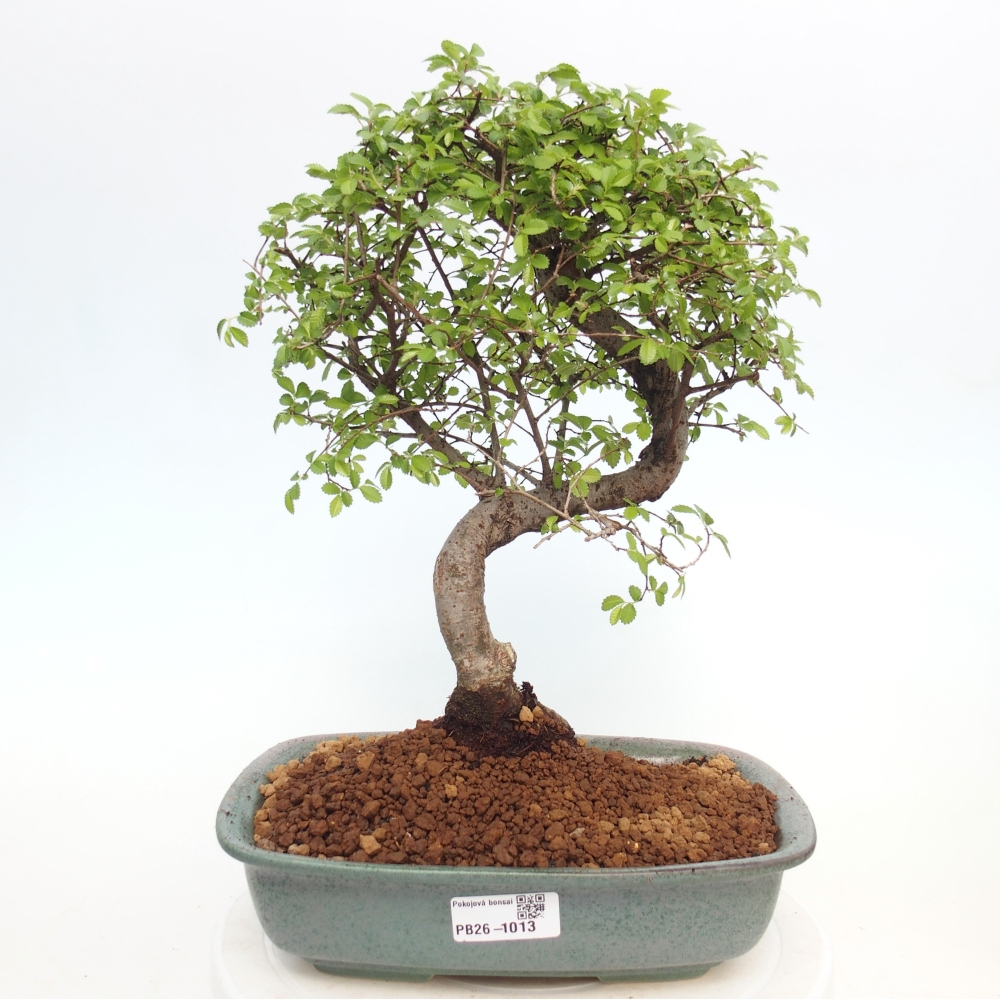 Szobai bonsai - Ulmus parvifolia - Kislevelű szilfa