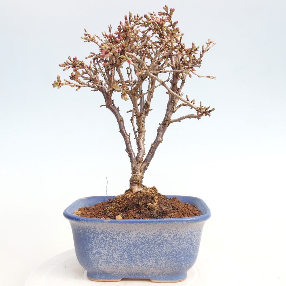 Kültéri bonsai - Prunus incisa Kojou-no mai-Plivon kivágva