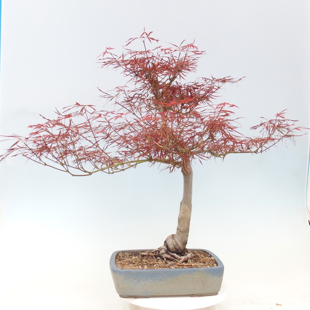 Kültéri bonsai - Acer palmatum RED PYGMY