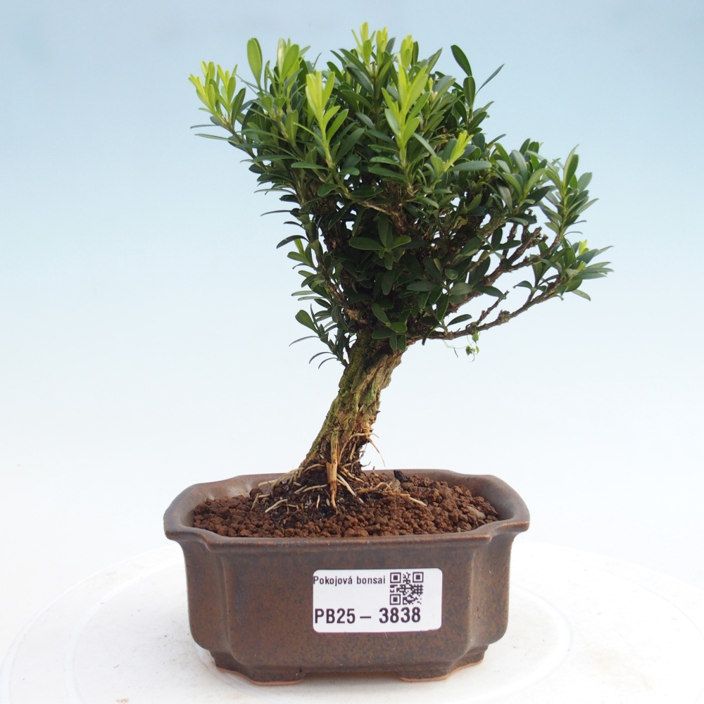 Szobai bonsai - Buxus harlandii - parafa buxus