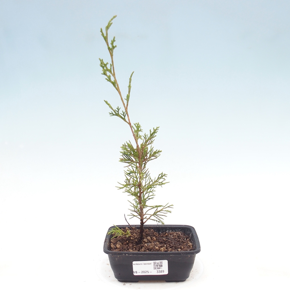 Kültéri bonsai - Juniperus chinensis Itoigawa