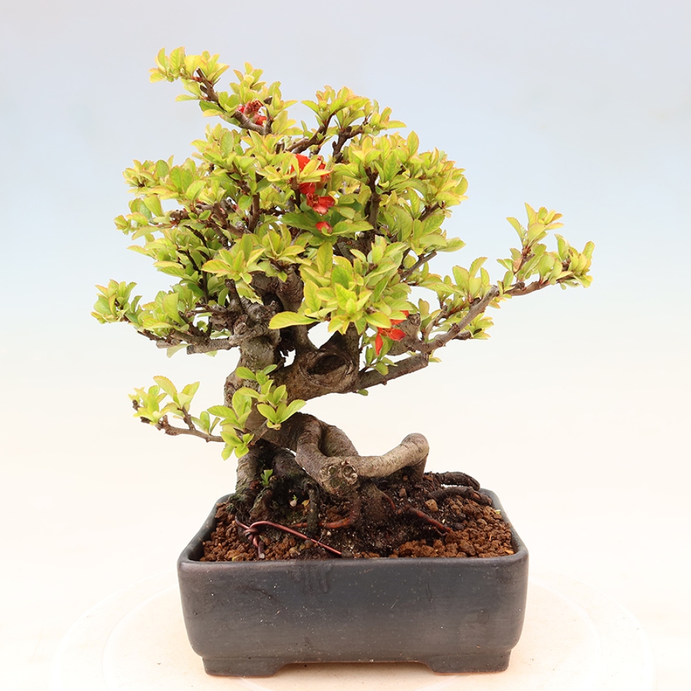 Kültéri bonsai - Chaneomeles speciosa Chojubai