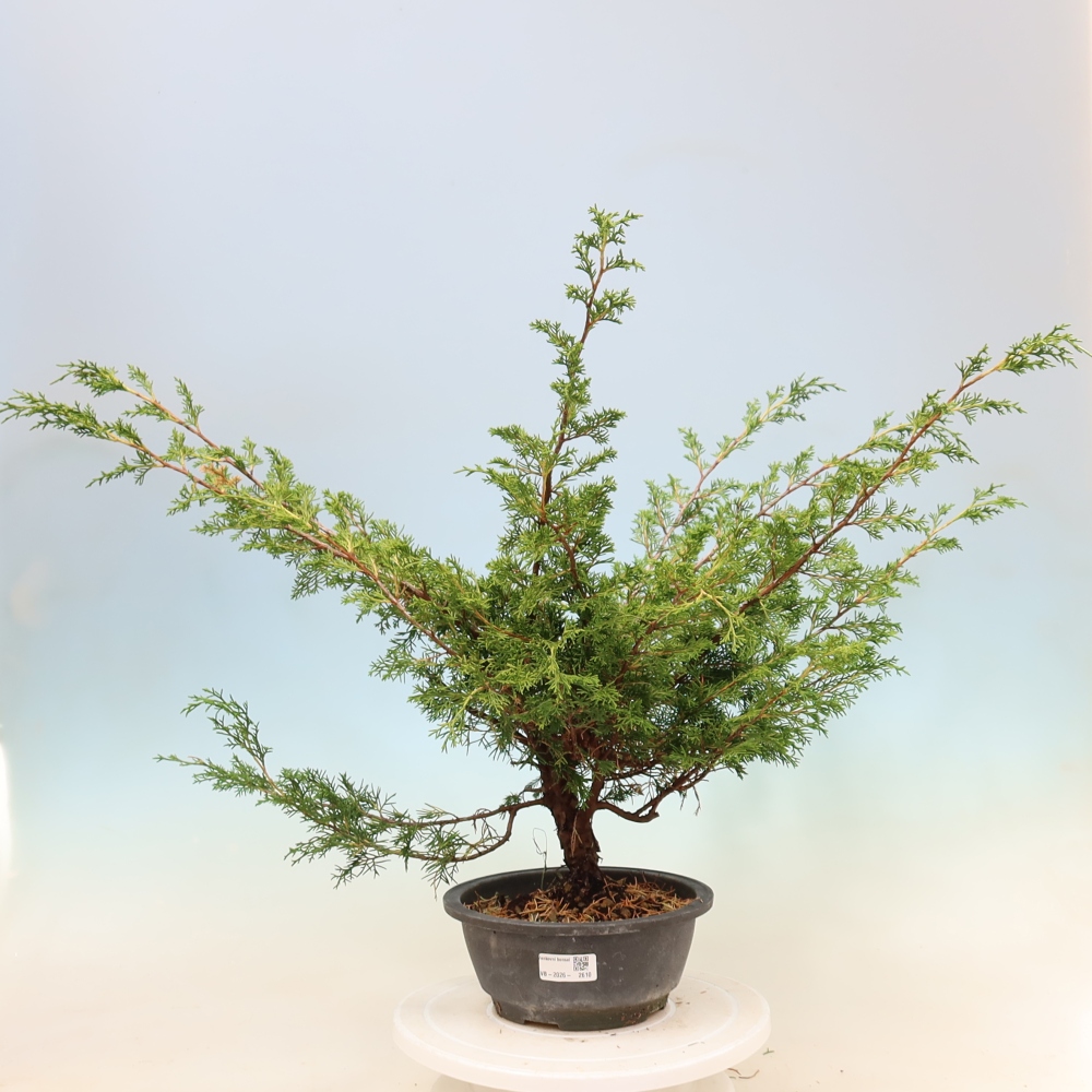 Kültéri bonsai - Juniperus chinensis Itoigawa