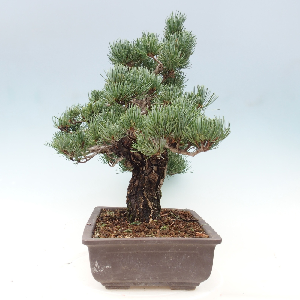 Kültéri bonsai - Pinus parviflora - Pinus parviflora