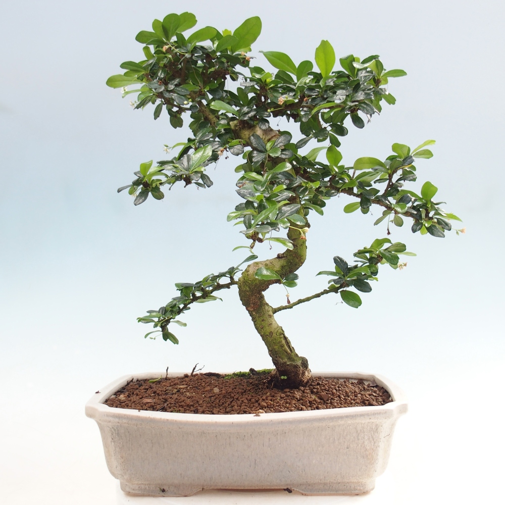 Szobai bonsai - Carmona macrophylla - Tea fuki