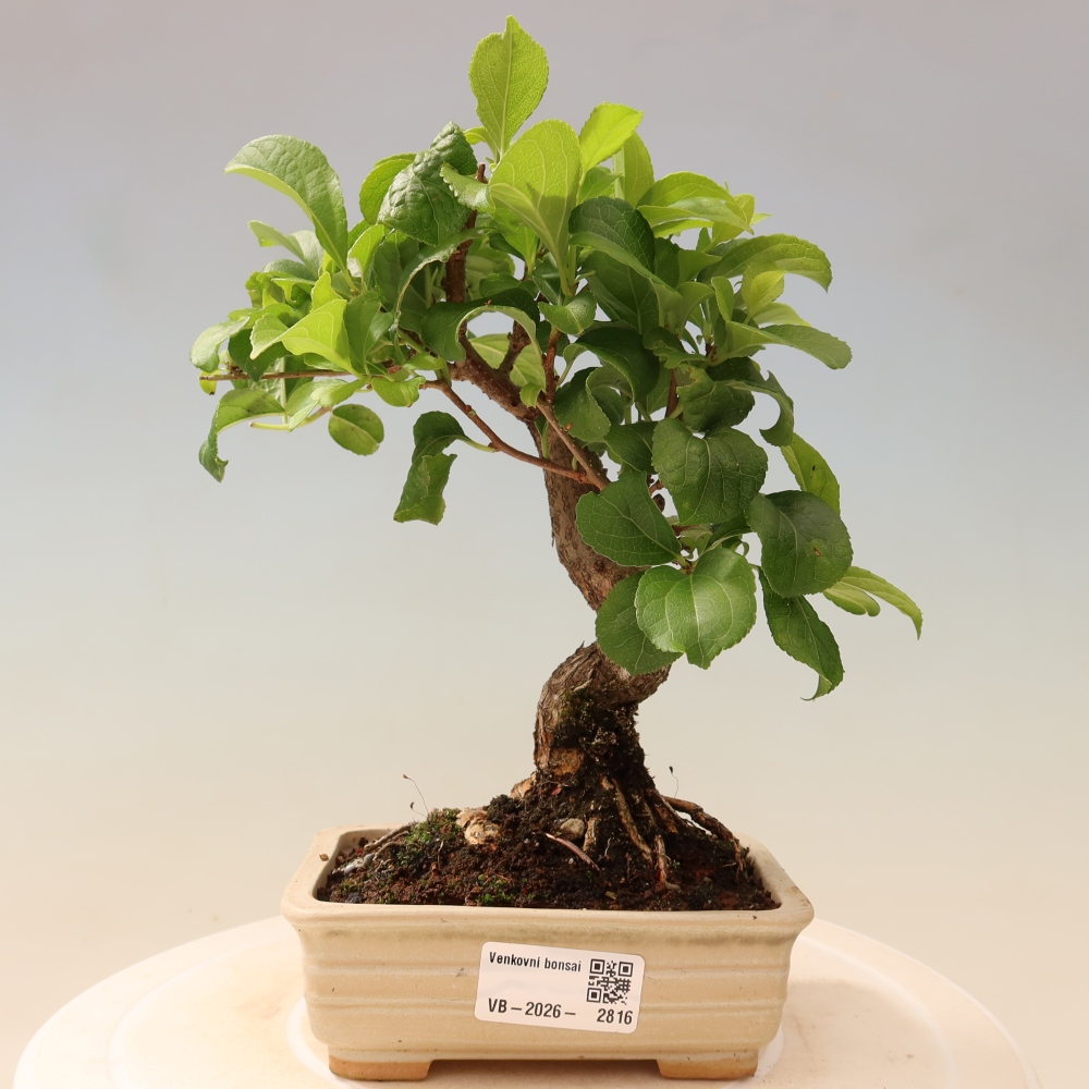 Kültéri bonsai - Celastrus orbiculatus
