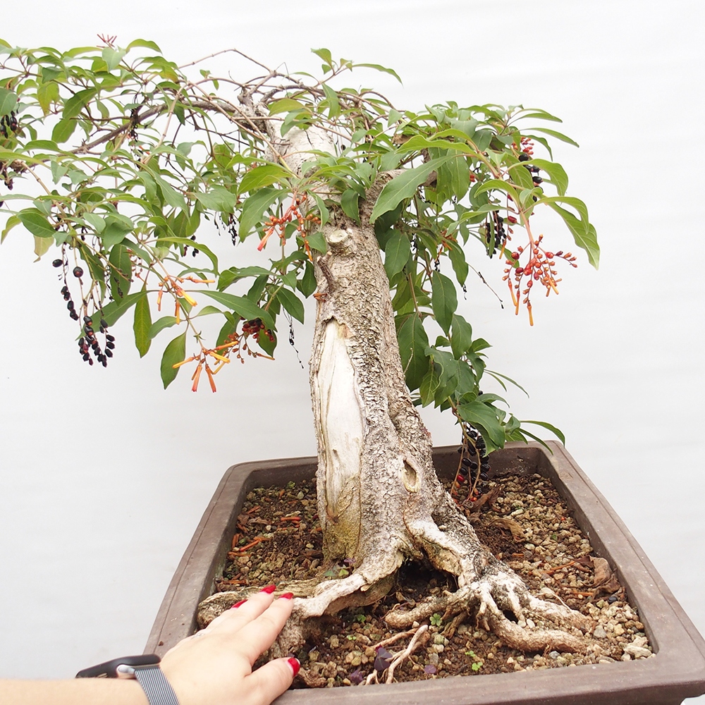 Szoba bonsai - Hamelia patent