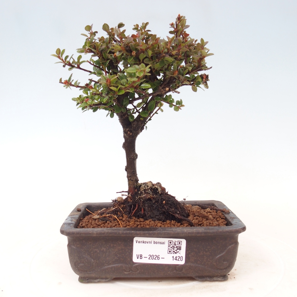 Kültéri bonsai - Cotoneaster horizontalis - Rocky Mountain