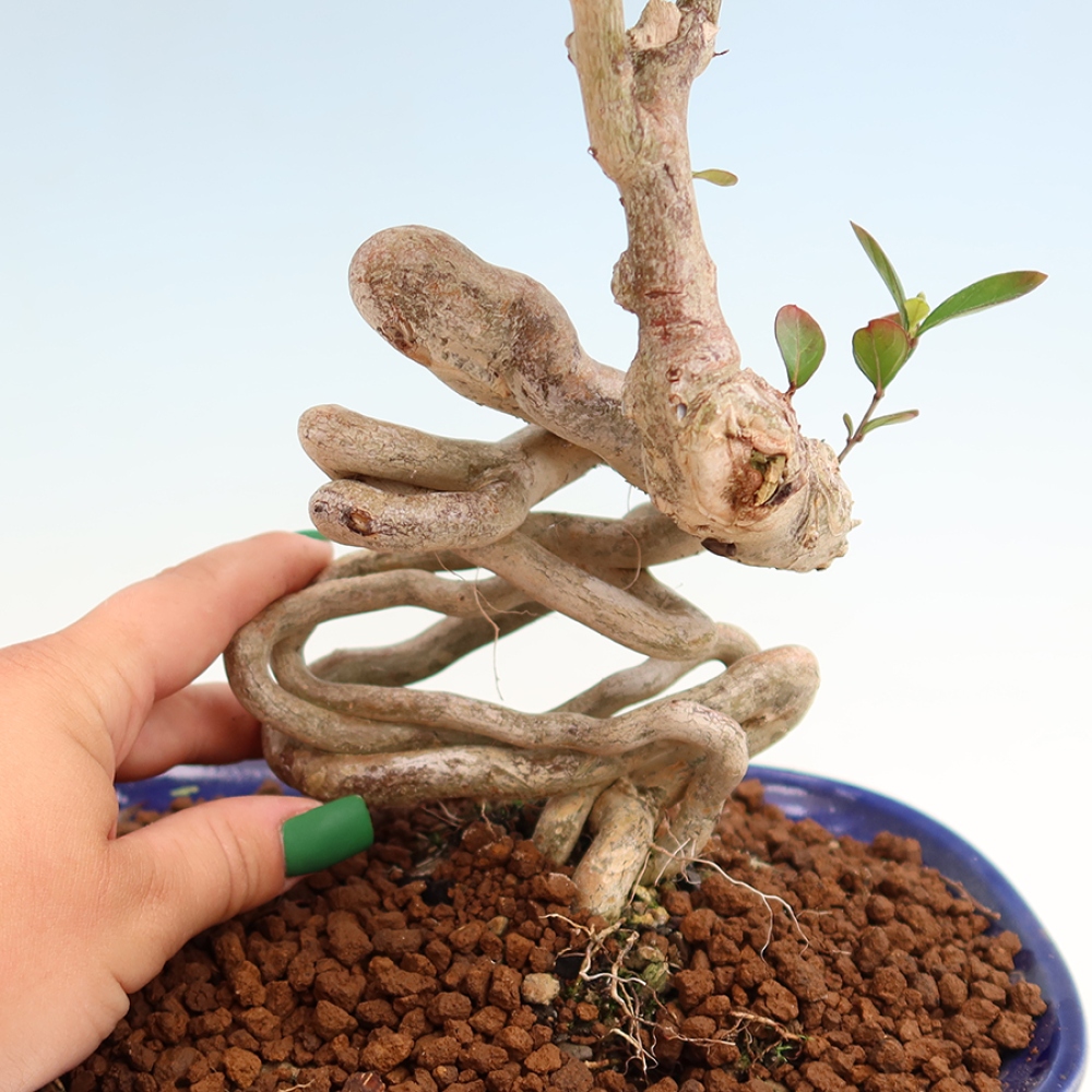 Szobabonsai – Lagerstroemia indica – indiai orgona