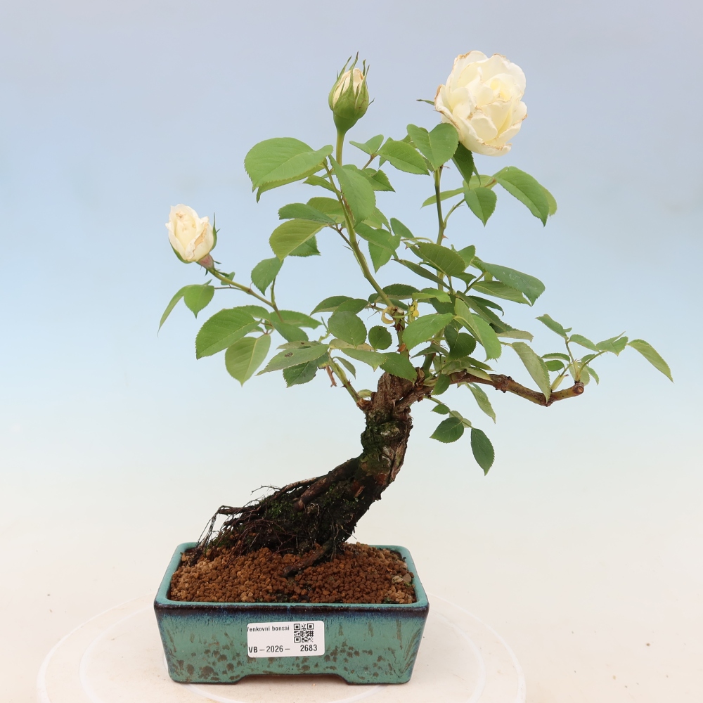 Kültéri bonsai - Rosa Kordes - rózsa