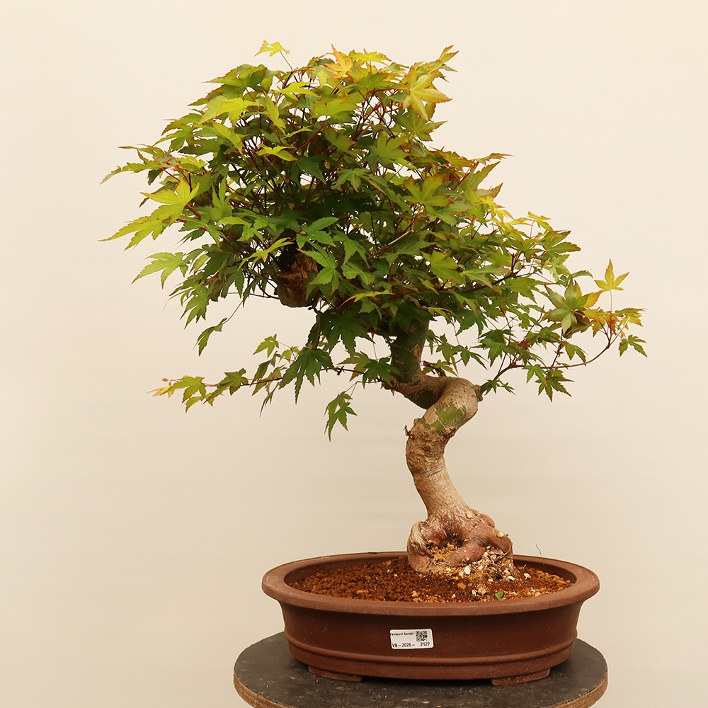 Kültéri bonsai - Maple palmatum - Pálmák