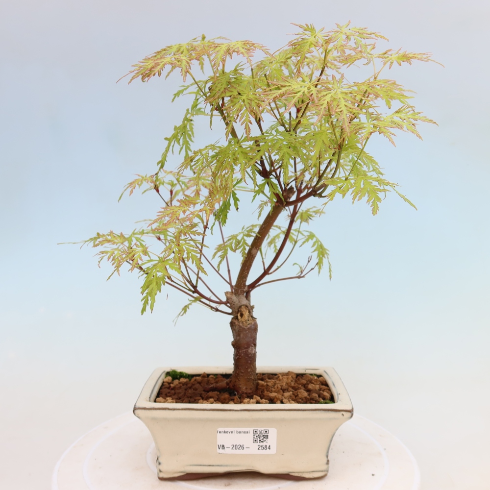 Kültéri bonsai - Acer palmatum Dissectum