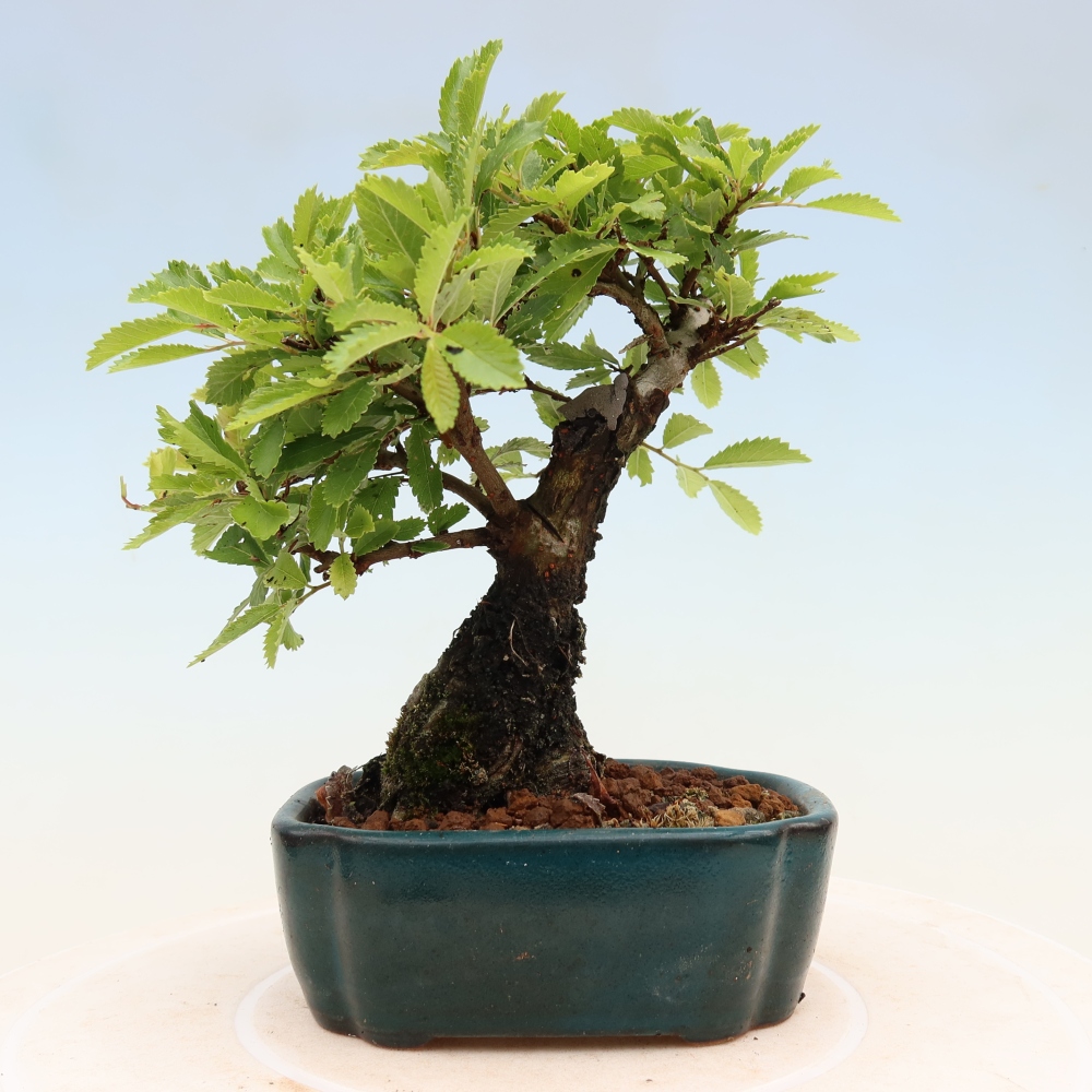 Kültéri bonsai - Zelkova - Zelkova NIRE