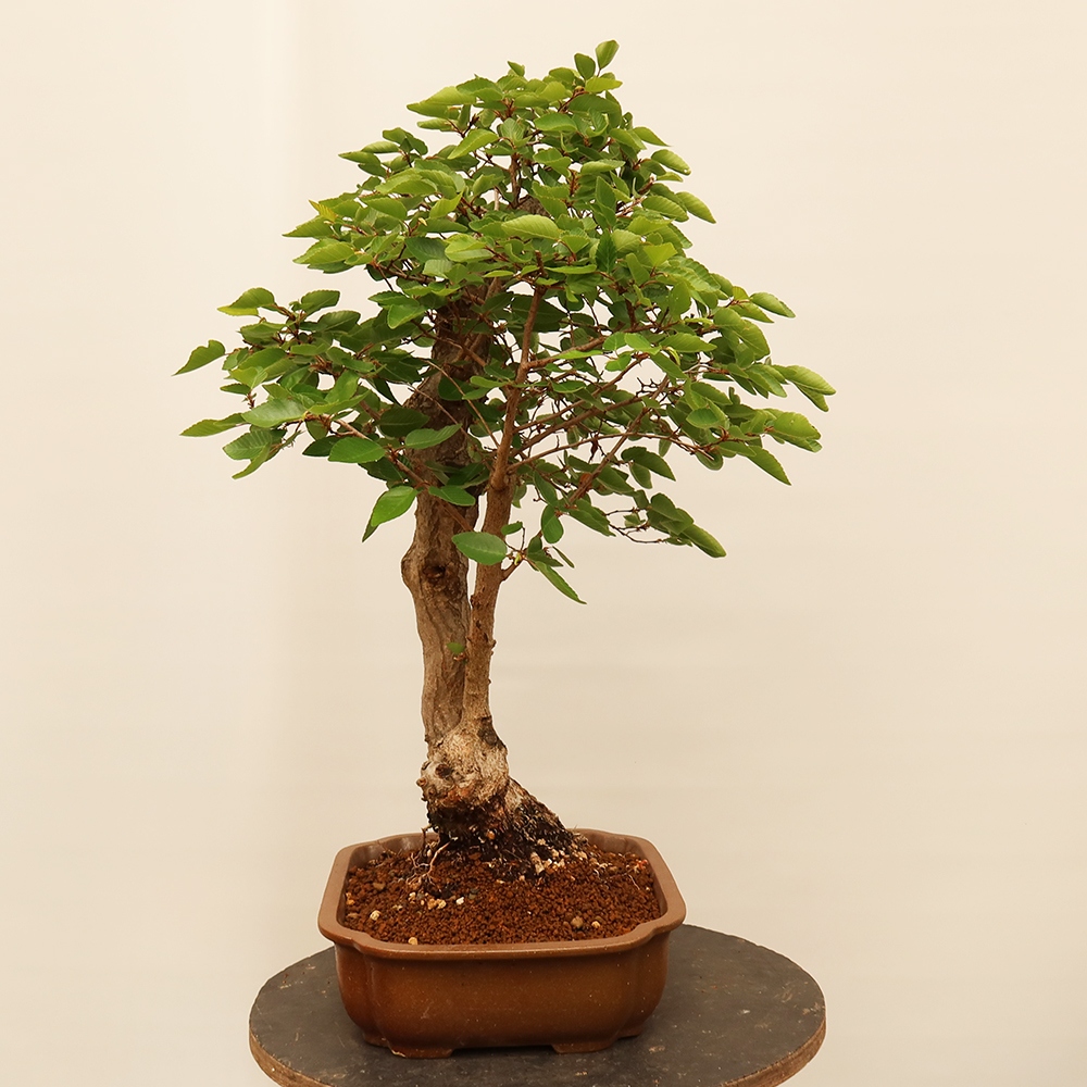 Kültéri bonsai -Carpinus Coreana - Koreai gyertyánfa