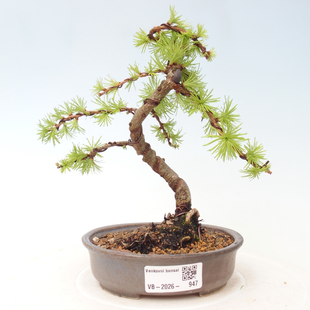 Kültéri bonsai - Larix Kaempferi - Japán vörösfenyő