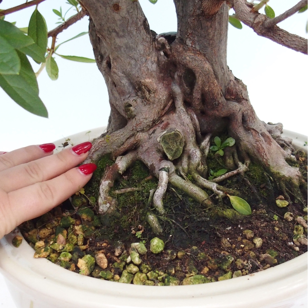 Szobai bonsai - Rhododendron simsii - Pennywort