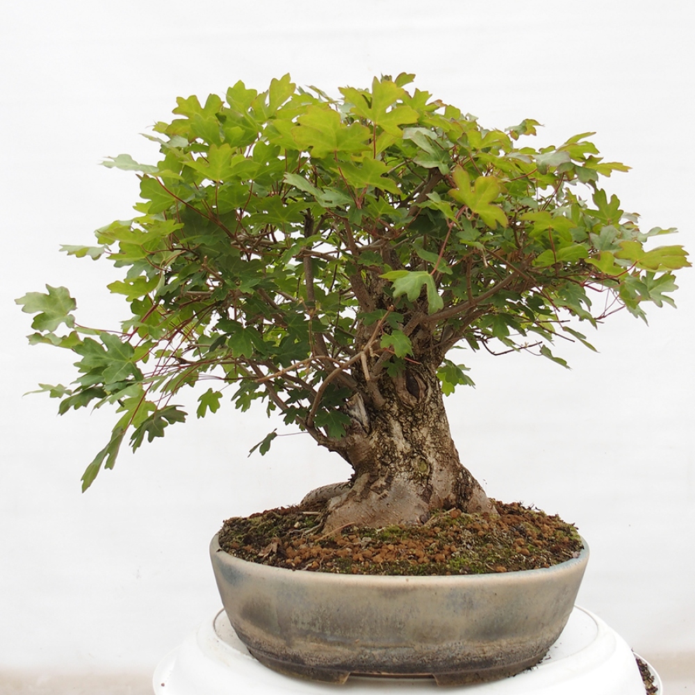 Kültéri bonsai -Javor babyka - Acer campestre