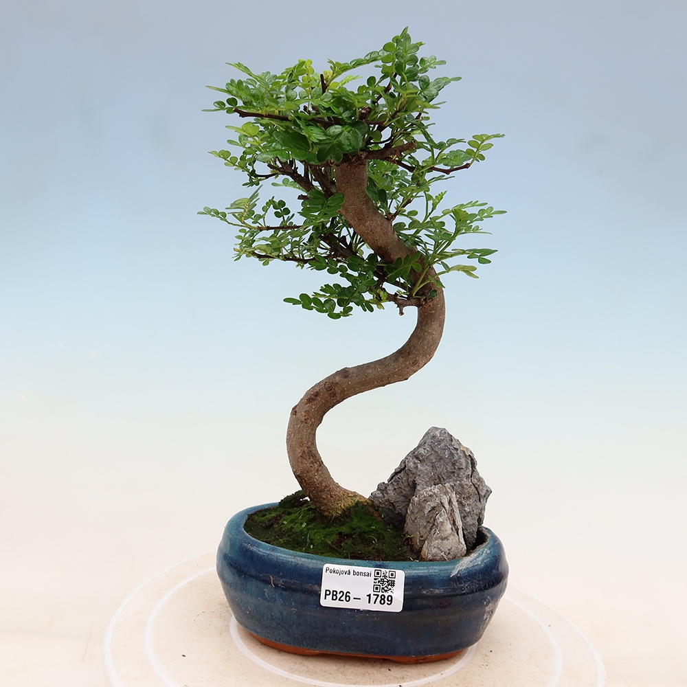 Szobai bonsai - Zantoxylum piperitum - borsfa