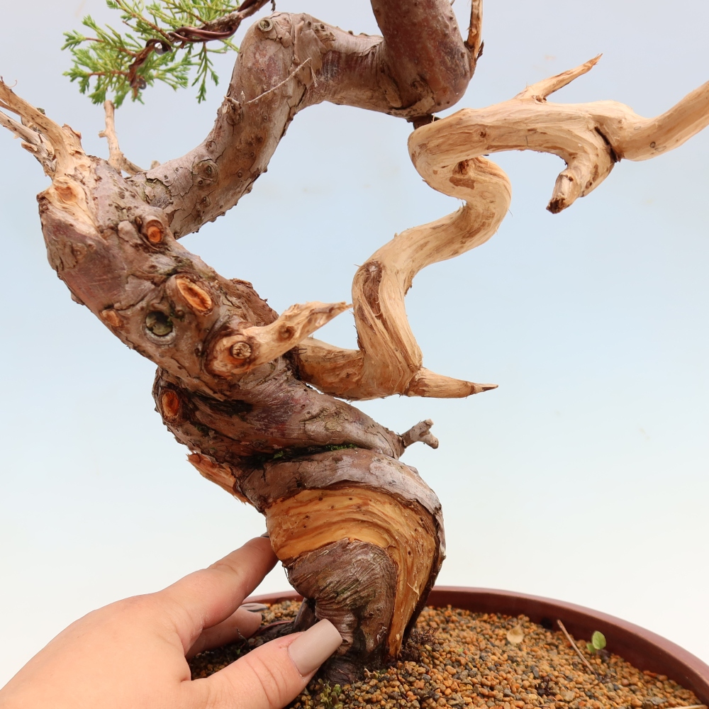 Kültéri bonsai - Juniperus chinensis Itoigawa-Juniperus chinensis