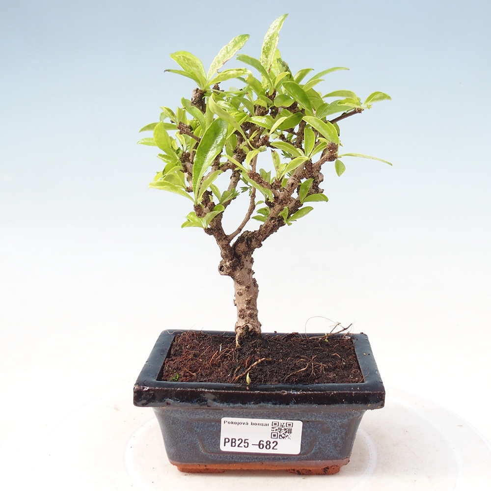 Szobai bonsai - Carmona macrophylla - Tea fuki