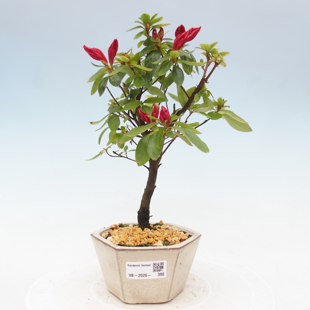 Kültéri bonsai - japán azálea - Azalea sp.