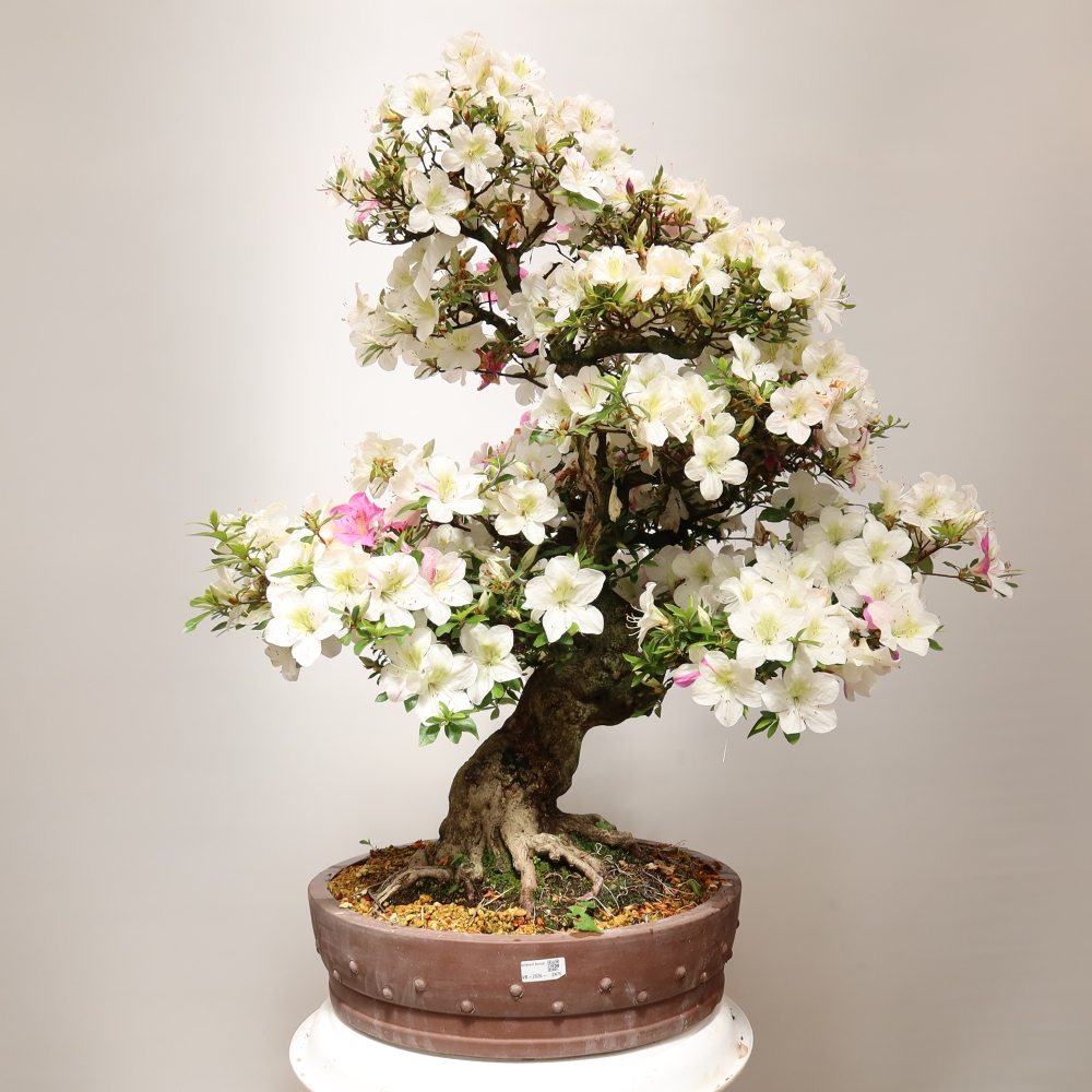 Kültéri bonsai – Japán azálea – Azalea Kotobokietsu
