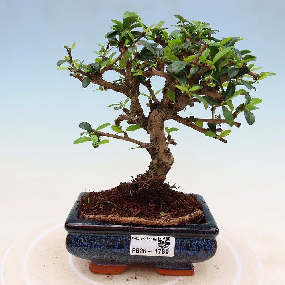 Szobai bonsai - Carmona macrophylla - Tea fuki