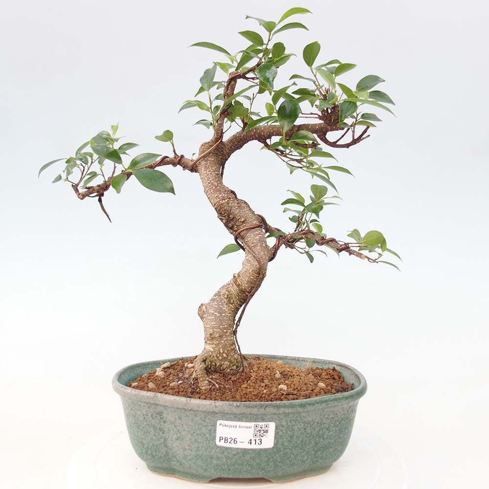 Szobai bonsai - Ficus retusa - kislevelű fikusz
