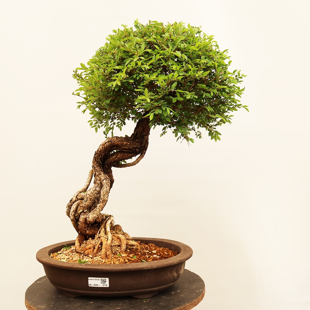 Kültéri bonsai - Zelkova - Zelkova NIRE