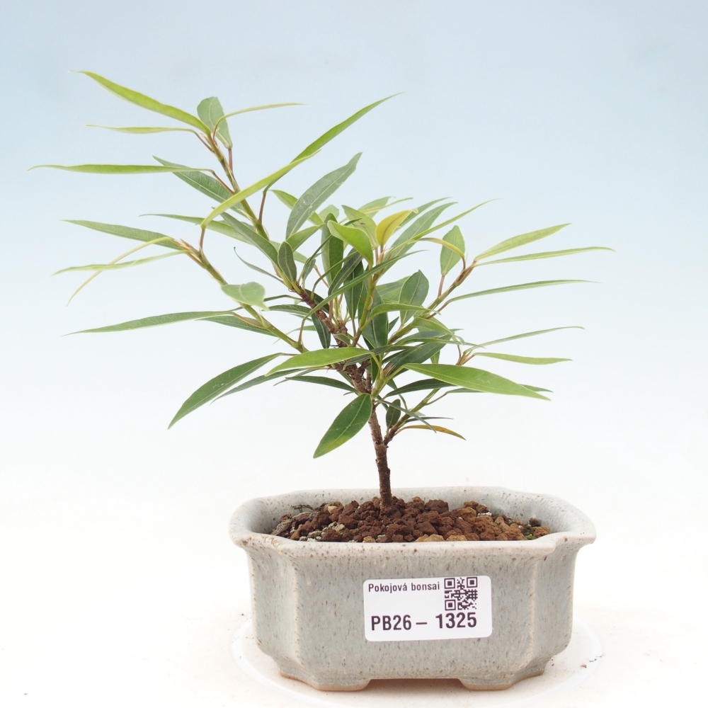 Szobai bonsai - Ficus nerifolia - kislevelű fikusz