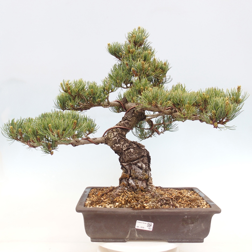 Kültéri bonsai - Pinus parviflora - Pinus parviflora