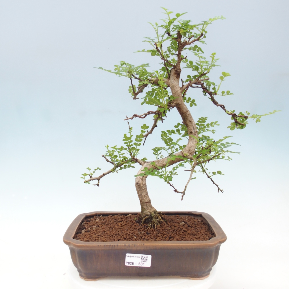 Szobai bonsai - Zantoxylum piperitum - borsfa