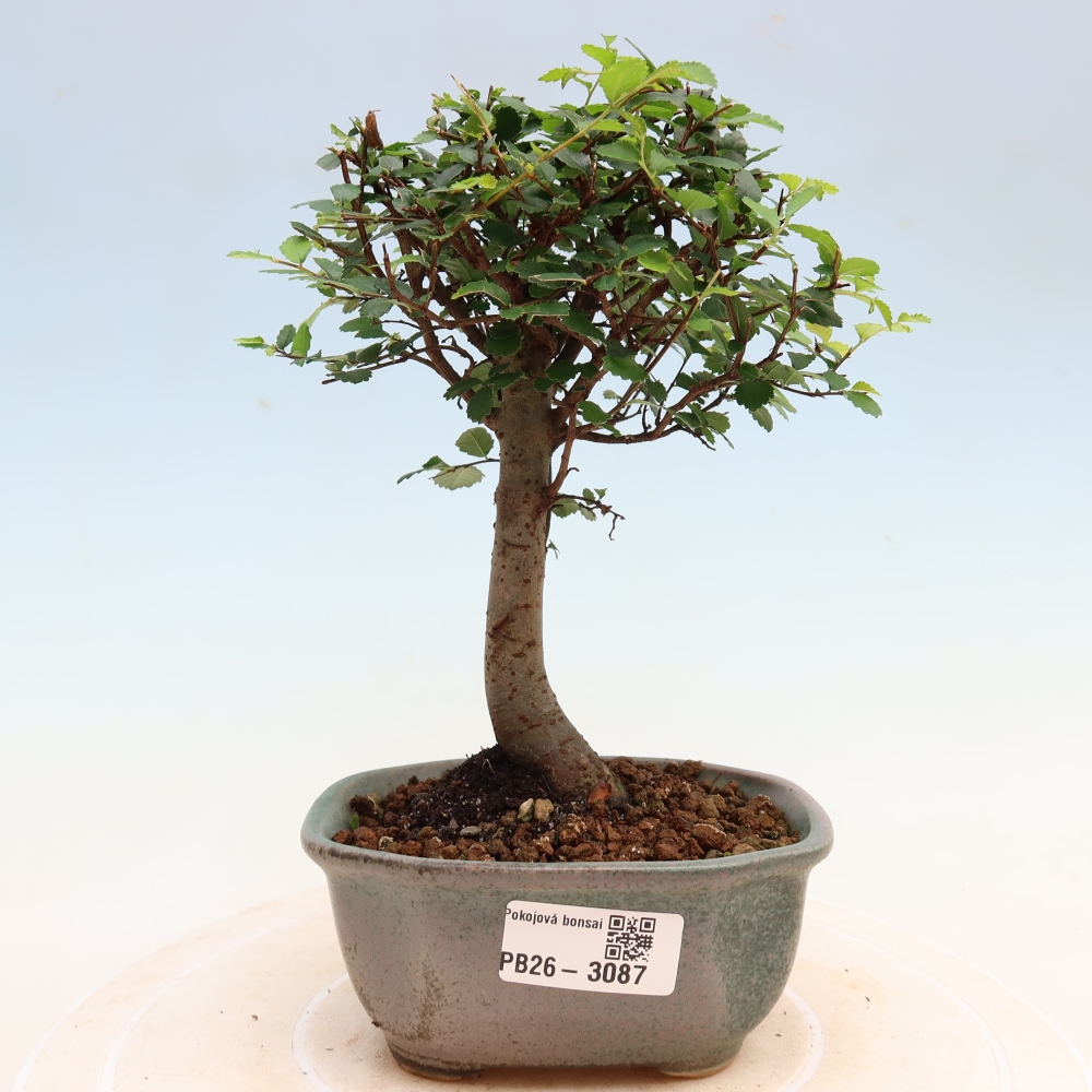 Szobai bonsai - Ulmus parvifolia - Kislevelű szilfa