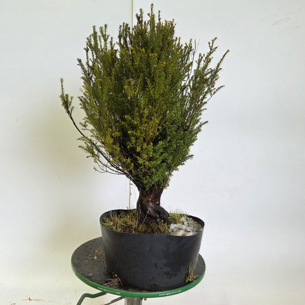 Kültéri bonsai japán tiszafa - Taxus cuspidata