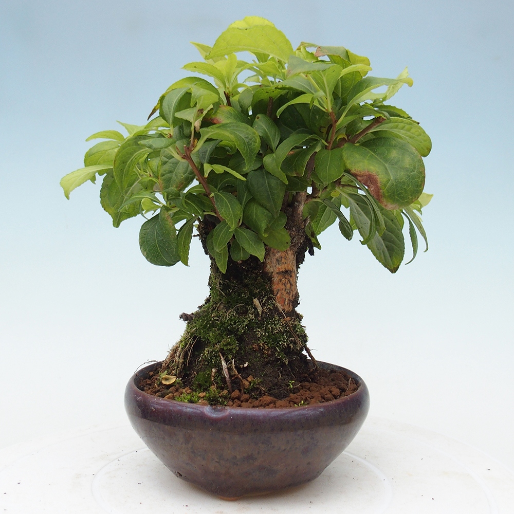 Kültéri bonsai - Celastrus orbiculatus