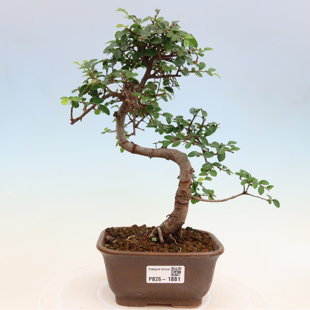 Szobai bonsai - Ulmus parvifolia - Kislevelű szilfa