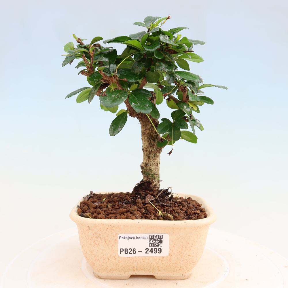 Szobai bonsai - Carmona macrophylla - Tea fuki