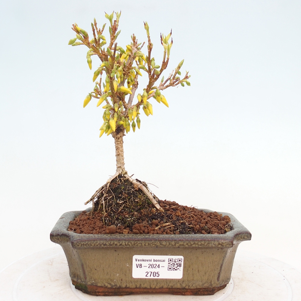 Kültéri bonsai - Zlatice - Forsythia intermedia