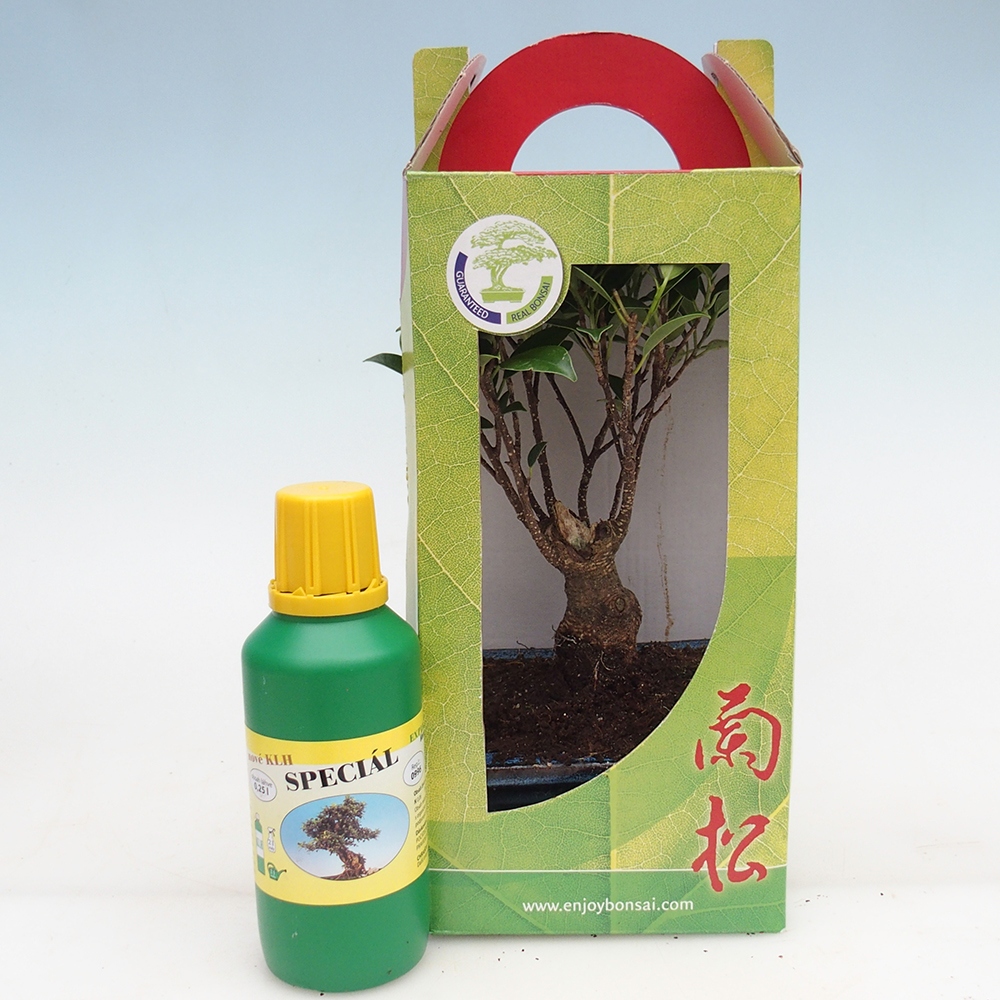 Szobai bonsai ajándékdobozban Ficus retusa - Kislevelű fikusz