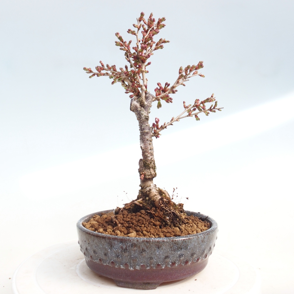 Kültéri bonsai - Prunus incisa Kojou-no mai-Plivon kivágva