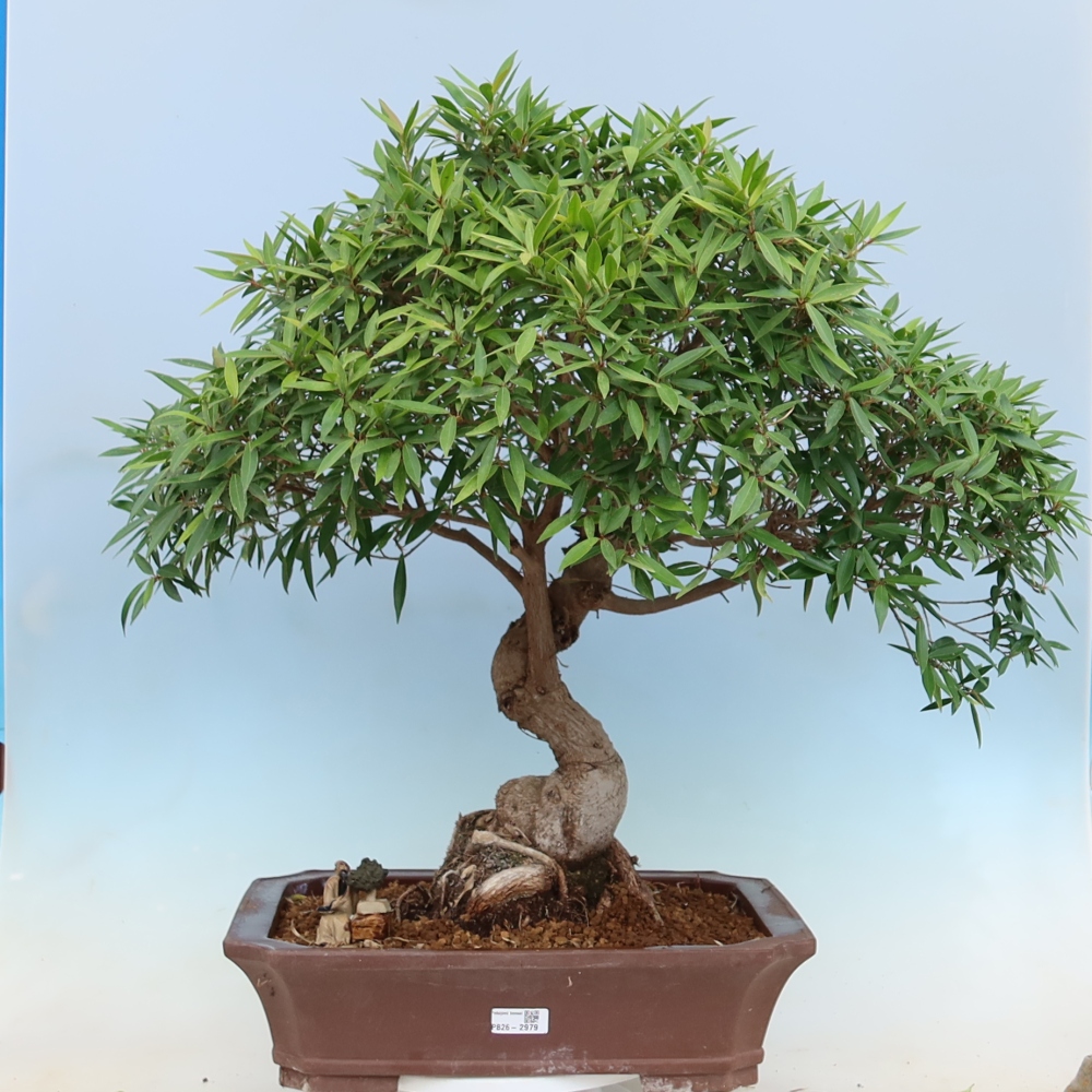 Szobai bonsai - Ficus nerifolia - kislevelű fikusz