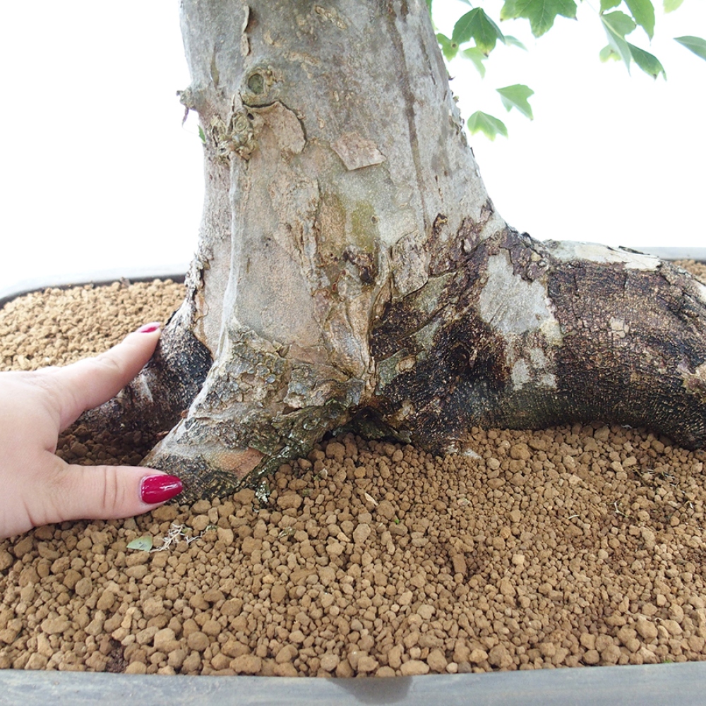 Kültéri bonsai - Acer Buergerianum - Burger juhar